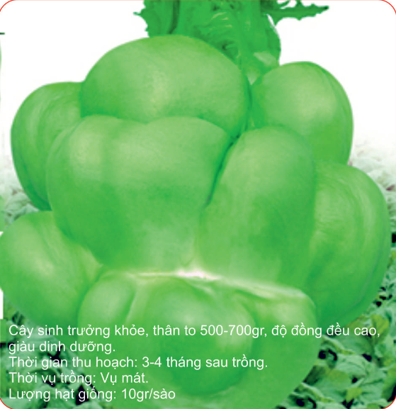 Hạt giống cải su hào